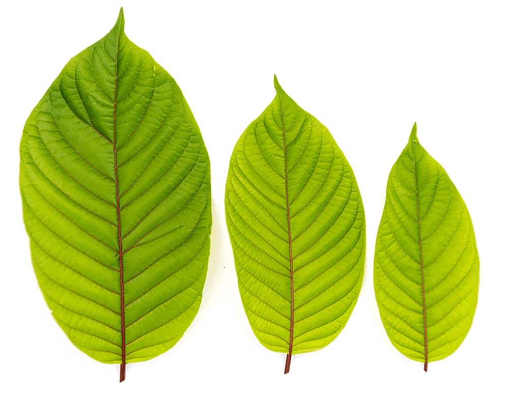Tres hojas de kratom rojo