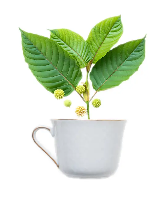 Cup of Kratom Tea