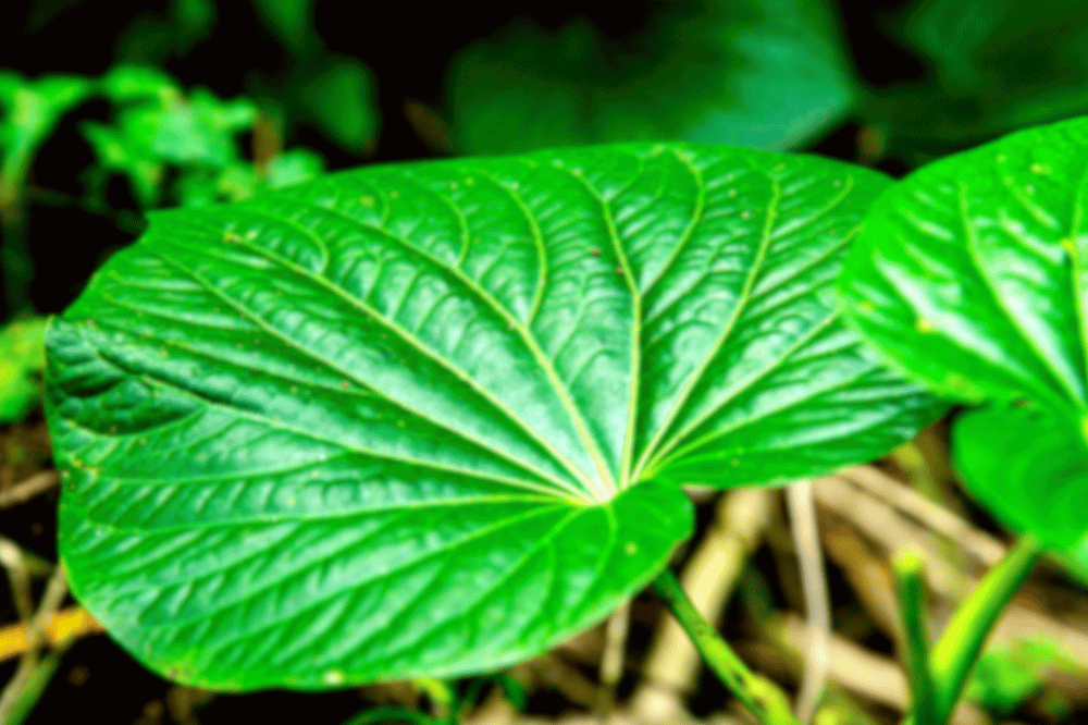 Hoja de Kava en su hábitat natural, planta utilizada para preparar bebida de kava.