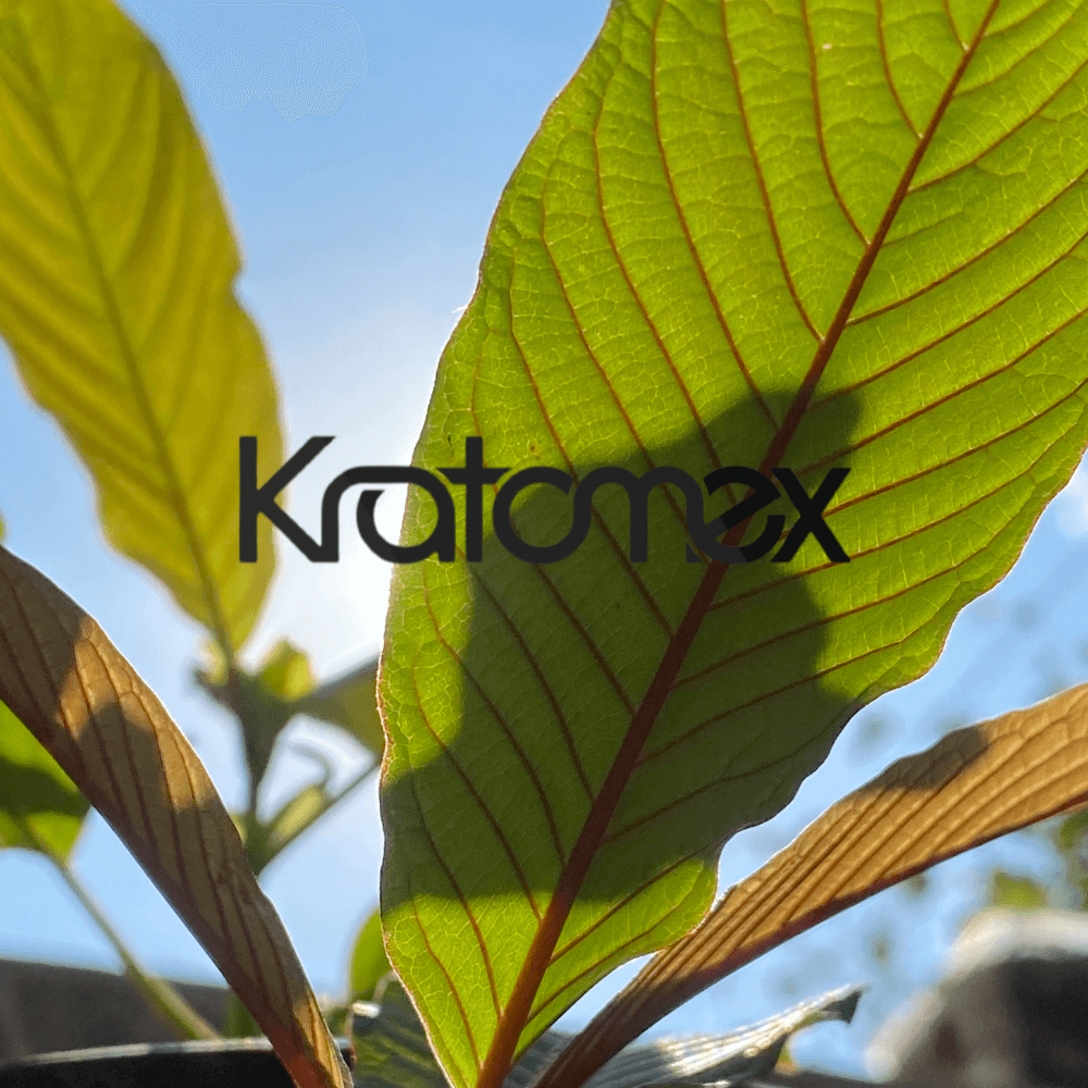 hojas verdes de kratom con luz solar