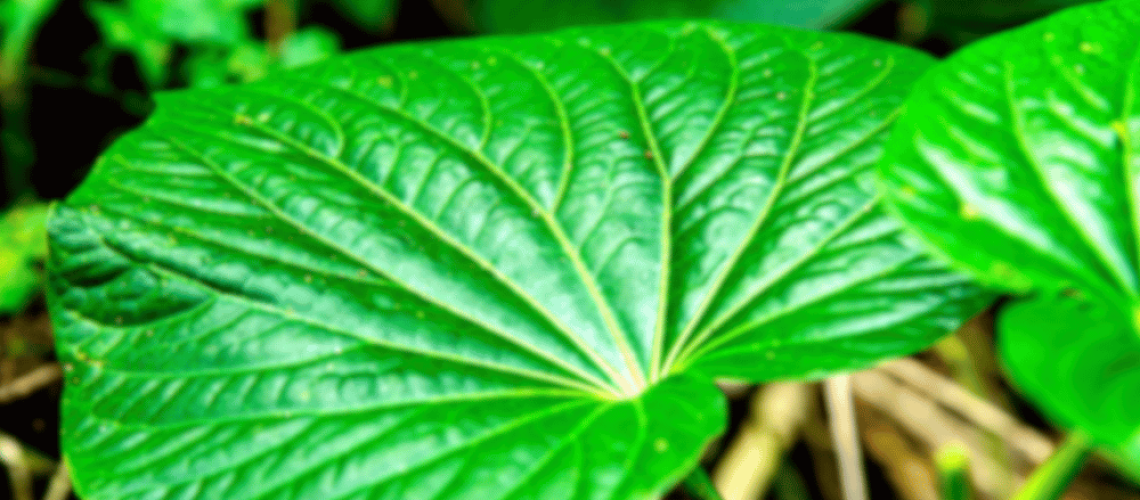 Hoja de Kava en su hábitat natural, planta utilizada para preparar bebida de kava.